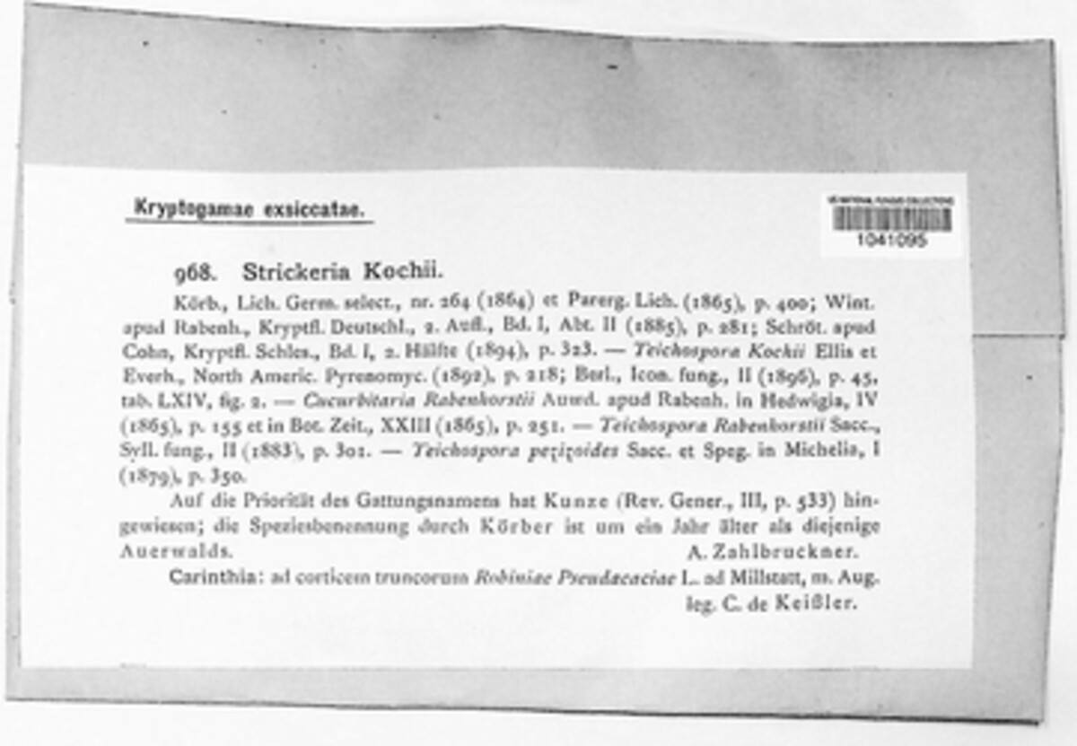 Strickeria kochii image